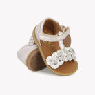 POPPY FLOWERS - LAMINATO - PETALO Pom d'Api